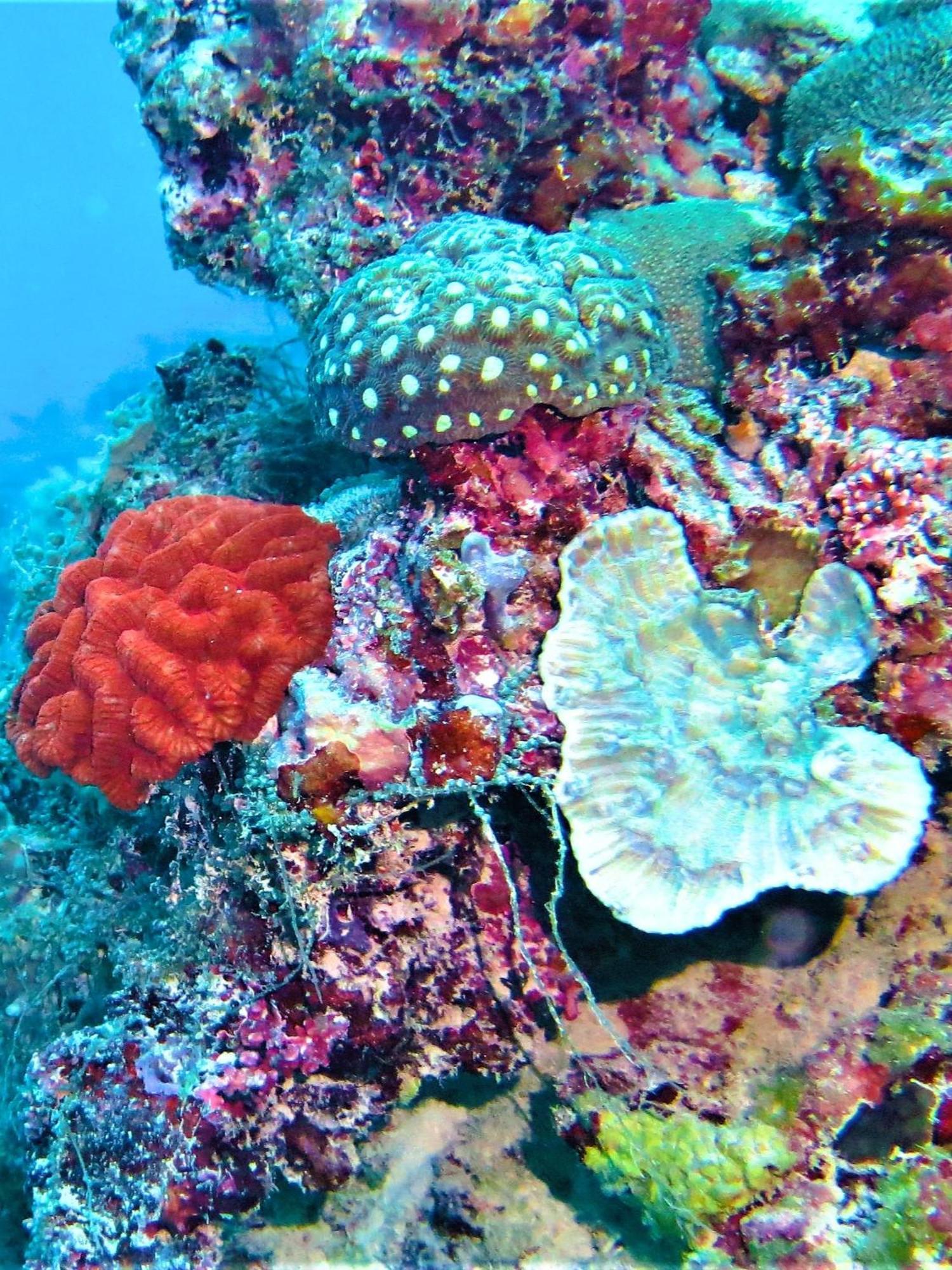 The Fulhadhoo Beach Cottage Eksteriør bilde